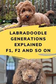 Adorable and healthy puppies ready for his new homes. Labradoodle Generations Explained F1 F1b F2 And So On
