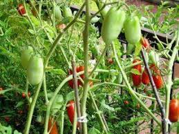 These types of plants can tolerate a late frost better. Vegetables That Grow On Vines