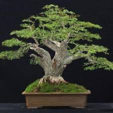 Image result for Galpinia transvaalica
