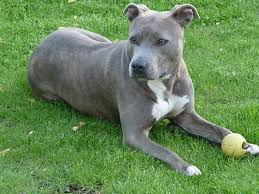 Staffordshire bull terriers are not banned under the dangerous dogs act, but are often confused with banned breeds like pit bulls, ms meucci added. American Staffordshire Terrier Wikiwand