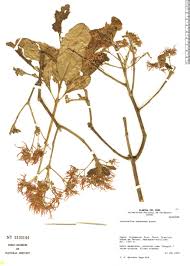 Image result for Chionanthus niloticus