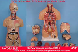 Realistic, detailed and anatomically accurate fully textured human male torso anatomy including the corresponding parts of the body, muscles, skeleton, internal organs and lymphatic systems. Human Male Torso Anatomy Amazon Com Life Size Medical Anatomy Can Be Dissected Into 19 Parts Human 85cm Male Torso Anatomical Model Skeleton Industrial Scientific It S Worth Noteing Sculpting The