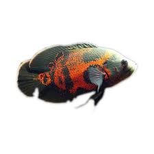 Dengan demikian, ikan ini dinamakan oscar albino red. Jual Produk Ikan Hias Air Tawar Common Oscar 1 5 Sikumis