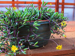 Nobody can convince me otherwise. 7 Popular Hanging Succulent Plants