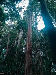Royal belum rainforest in nearby gerik,perak. Terokai Khazanah Alam Di Taman Negara Endau Rompin Selai Kakitravel Net