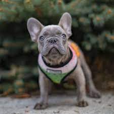 They are spayed, utd on shots, health checked and has a lot of playful energy. French Bulldog Puppies Pacific Northwest Pets Lovers