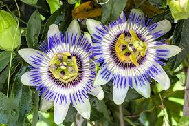 Image result for Passiflora edulis