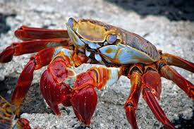 Se Faire Livrer Un Plateau De Fruits De Mer Les Solutions Existantes