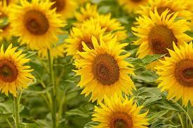 How To Grow Sunflowers At Home Gardener S Path
