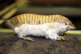 Gurtelmull Bwanabruhe Animals Fairy Armadillo Pink Fairy Armadillo