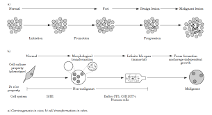 We did not find results for: In Vitro Mammalian Cell Transformation Test Environmental Information