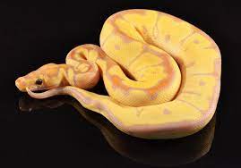 Lesser Banana Clown Ball Python Snake Python