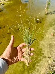 Image result for Eragrostis pallens