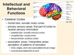 Intellectual And Behavioral Functions Cerebral Cortex Frontal Lobe Somatic Motor Cortex Primary Sensory Areas Fir Cerebral Cortex Motor Cortex Frontal Lobe