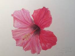 We will continue to draw the rose in the next step but for now add the stem to the bud. Hibiscus Art In Nature
