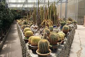 Open to the public from 8.00am to 6.00pm daily, it is actually one of the top tourist attractions of cameron highlands. Cactus Valley