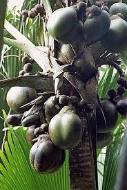 Close Up Of Coco De Mer Vallee De Mai National Park Island Of Praslin Seychelles Indian Ocean Africa Seychelles National Parks Cool Plants