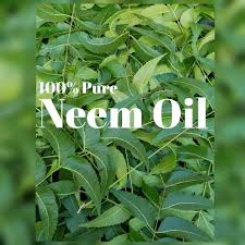 Azadirachta indica, commonly known as neem, nimtree or indian lilac, is a tree in the mahogany family meliaceae. Nature Neem Oil Minyak Semambu è‹¦æ¥æ²¹ 150ml Shopee Malaysia