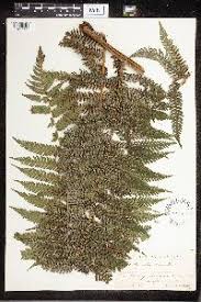 Image result for Cyathea mossambicensis