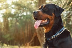 Rottweiler Kopek Cinsi Hayvangiller