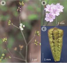 Image result for Boerhavia erecta