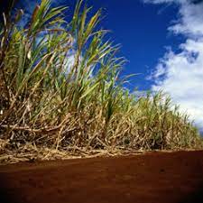 E10 fuel is a blend of up to 10% ethanol with 90% unleaded petrol. Cheap Fuel From Sugarcane Results In Brief Cordis European Commission