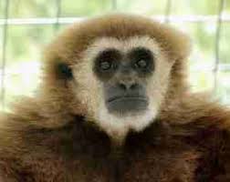 Ardith Eudey, 80, exposed Malaysian monkey massacres & lab traffic