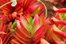 This year was truly a wow. Vista Succulents Shop A Variety Of Succulent Plants In Vista Ca
