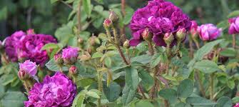 Rosa Muscosa Historische Rosen Container Rosen Online Kaufen Im Rosenhof Schultheis Rosen Pflanzen Bauernrose