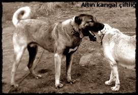 Kangal Kara Kafali Kangal Kopegi Coban Kopekleri Ve Thor