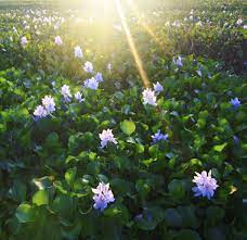 Aquarium d'eau douce plantes aquatiques paysage animaux conception aquarium planted aquarium aquascaping aquarium nano. Jacinthe D Eau Planter Et Cultiver Ooreka