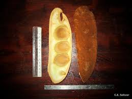 Image result for Isoberlinia