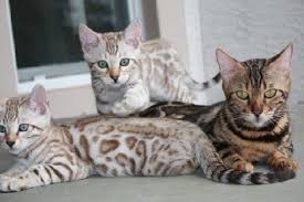 Please see our faqs section (under the contact us tab) for additional information on the process of buying a boydsbengal and our prices. Pin On Furry