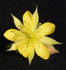 Image result for Corchorus schimperi