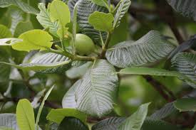 Image result for Gardenia resinifera