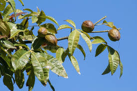 Image result for Pachira glabra