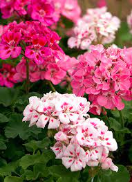 You can bring it in over winter in cold climates, but they're fussy and will drop leaves. Meet 12 Of The Best Container Plants Garden Gate