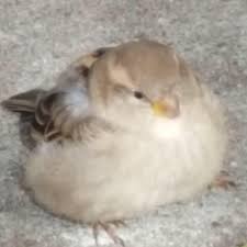 Im a young aspiring artist from australia who really likes bright colors. I Found This Photo Of A Fat Birb On Twitter Had To Post Here Eyebleach