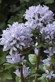 Image result for Urochloa glomerata