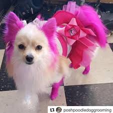 Dog hair dye is a growing trend that leaves our furry friends any color imaginable, sometimes several at once. Adorable Pink Dog Hair Dye By Opawz Lasts 20 Washes