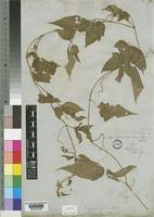 Image result for Cayratia gracilis