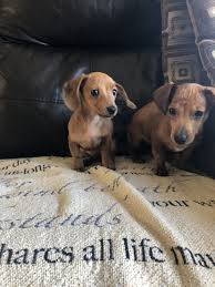 Mini dachshund puppies for sale. Dachshund Puppies For Sale Cedar Springs Mi 294858