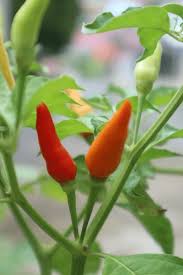 Image result for Capsicum frutescens