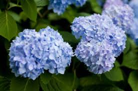 Growing hydrangeas in your garden presents many health and environmental benefits. Transplanting A Hydrangea Thriftyfun