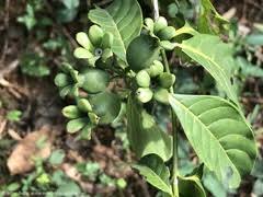 Image result for Keetia gueinzii