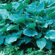 Most hosta plants look similar when they're in a pot, but things change once they're in the ground! Colossal Blue Hosta Michigan Bulb