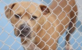 Check spelling or type a new query. On Independence Day Dependency And Fireworks Pose A Threat To Pets Wuft News