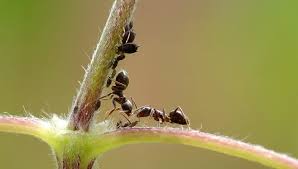 Biblical Dream Interpretation Of Tiny Newborn Baby Kittens Getting Stepped On Newborn Kittens