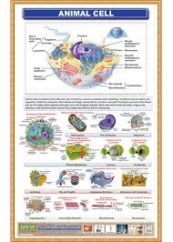 Wan looked hard for microalgae with eight flagella and found three. Animal Cell Wall Chart Iqbal Scientific Store