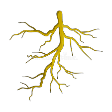 Root Plant Cartoon Vector Symbol Icon Design Beautiful Illustr Stock Vector Illustration Of Environment Natural 94022885 The cardoon, cynara cardunculus, also called the artichoke thistle, is a thistle in the sunflower family.it is a naturally occurring species that also has many cultivated forms, including the globe artichoke.it is native to the western and central mediterranean region, where it was domesticated in ancient times and still occurs as a wild plant. root plant cartoon vector symbol icon